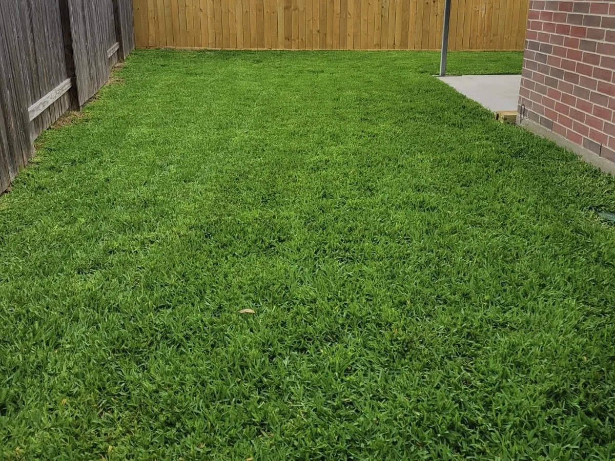 Backyard with new fence and freshly laid sod beside a covered patio